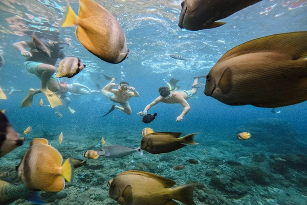 Vibrant Coral Gardens at Gamat Bay
